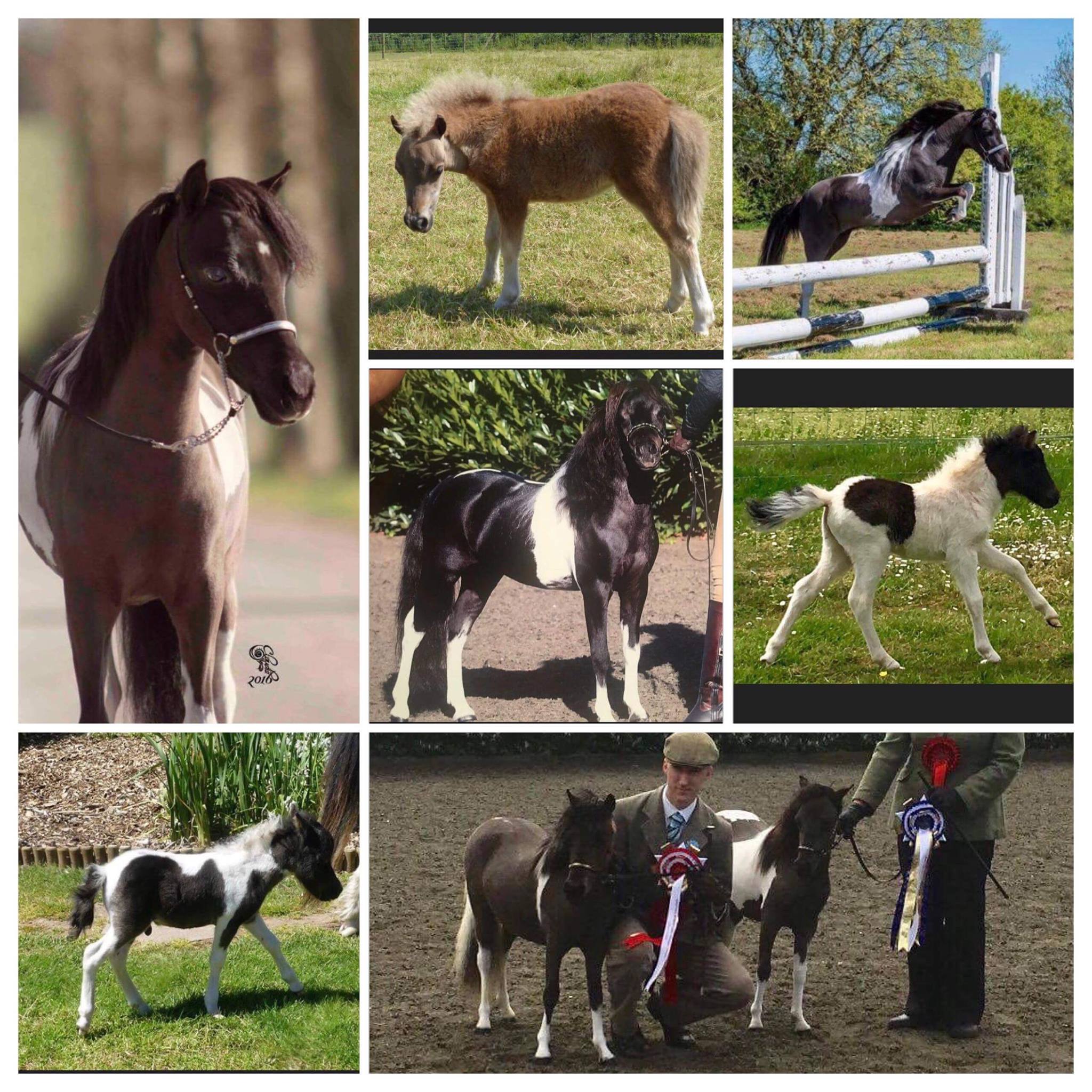 Donabi Miniatures - UK American Miniature Horses